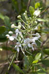 White fringed orchid